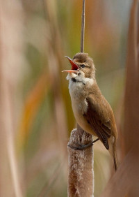 Lake Seppings Bird Walk